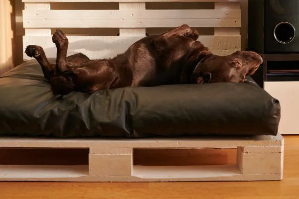 Recycle pallets to make a very comfy bed for your best friend.