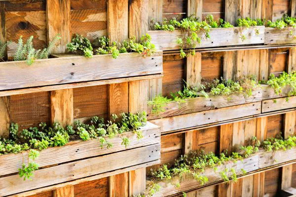 Looking for a Vertical Garden Ideas ? Recycle pallets for the perfect option.